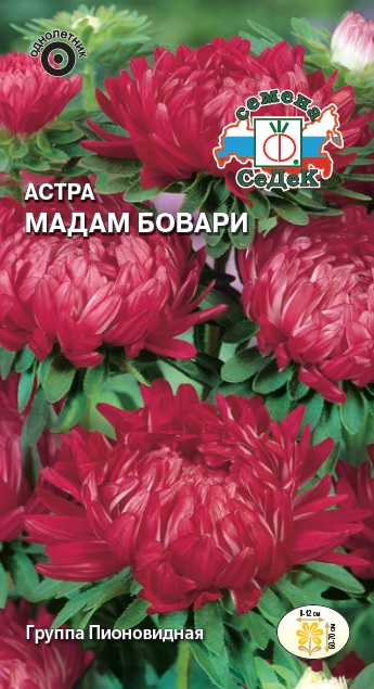 Семена цветов - Астра Мадам Бовари 0,1 г - 2 пакета